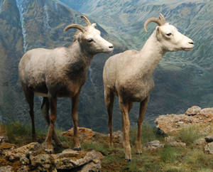 Mountain Sheep Diorama 2