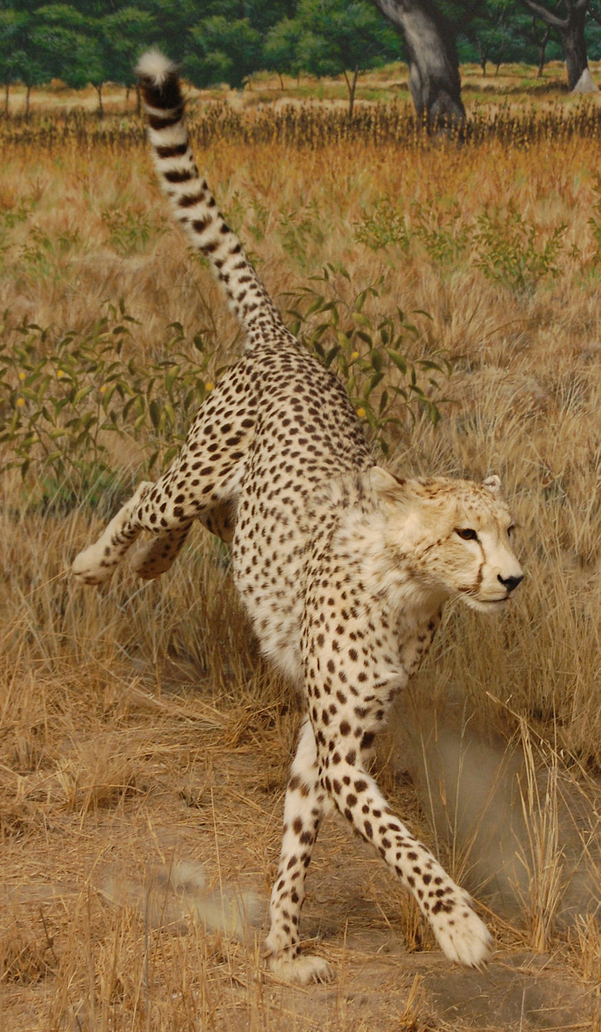 Cheetah Diorama