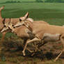Antelope Diorama