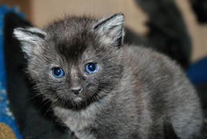 Blue-Eyed Kitten