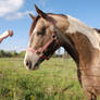 Buckskin Tobiano Stud 9