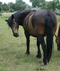 Belgian QH Cross Mare Gertrude 11