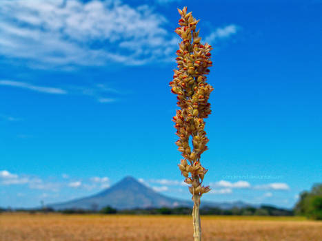 Espiga de mi tierra