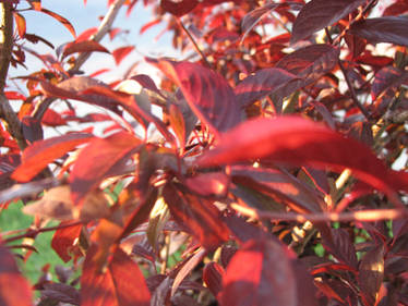 Red Leaves