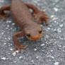 California Salamander