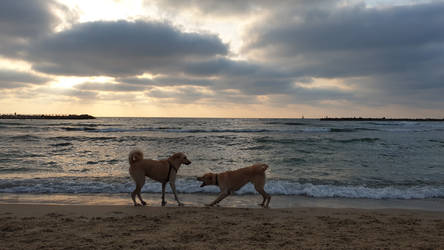 Playing at the beach