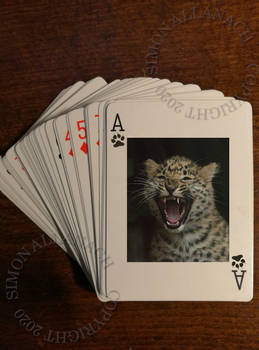 Ace of Cubs