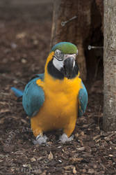 Blue-and-yellow macaw