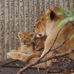 Mrs Lion And Cubs