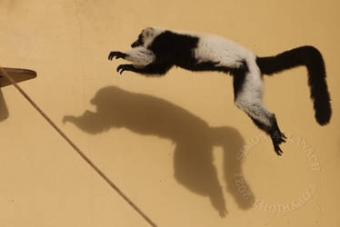 leaping lemur