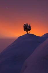 Moon and Tree