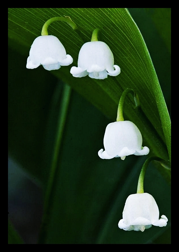 Lily of the Valley