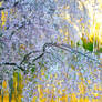 Blossoms On Golden Pond 0768