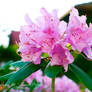 Pink Rhododendron 4252