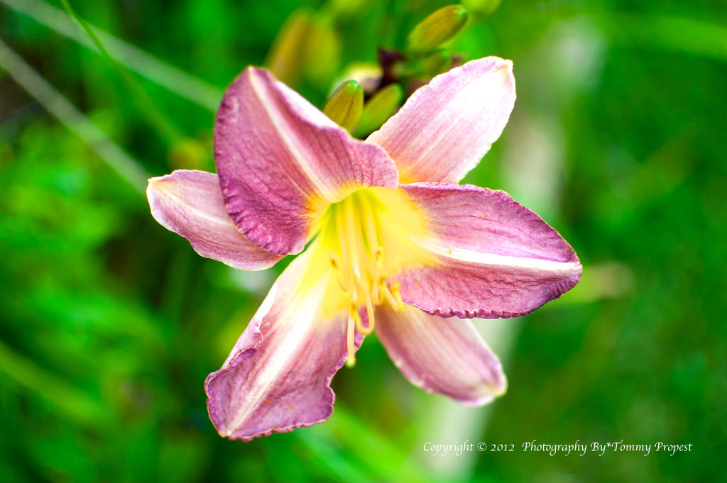 Purple Lily 0895
