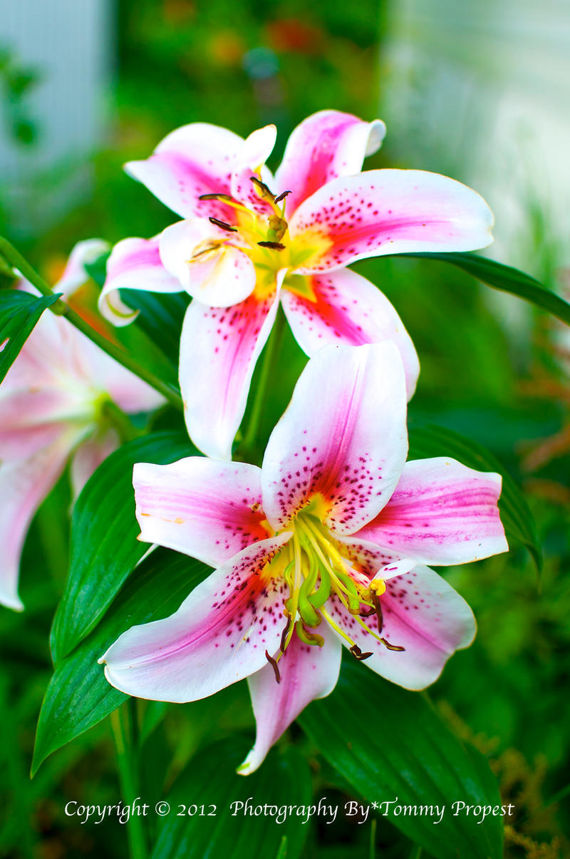 Pink Striped Lily 0921