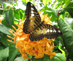 Filipino Clipper (Parthenos sylvia)