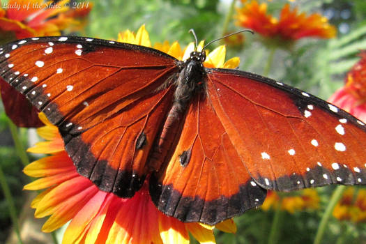 Queen Butterfly (Danaus gilippus)