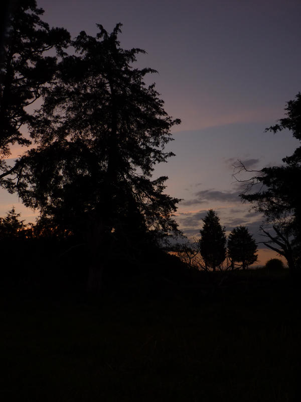 Silhouette Trees