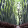 avenue of bamboo