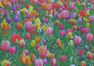 Tulips