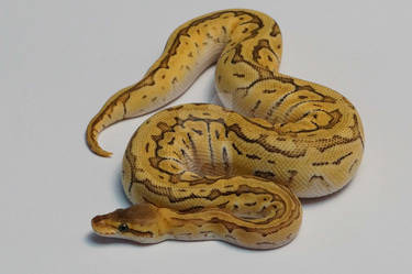 Pastel Jigsaw Ball Python Stock #1