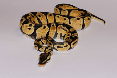 Pastel Vanilla Ball Python Stock #1