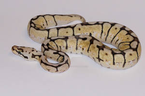 Bumblebee Het Red Axanthic Ball Python Stock #1 by LunarHeart123