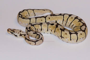 Bumblebee Het Red Axanthic Ball Python Stock #1