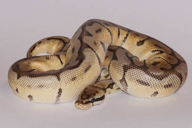 Mojave Bumblebee Ball Python Stock #1