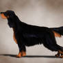 Gordon Setter