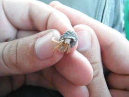 Tiny hermit crab