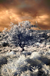 Infrared Tree