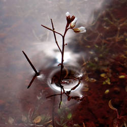 Twig water flower