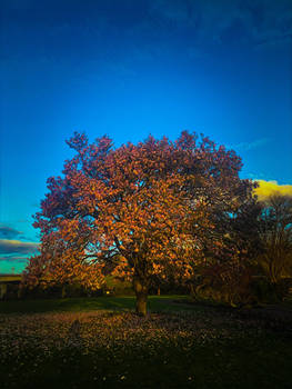 Fuzzy trees