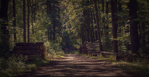 Forest track