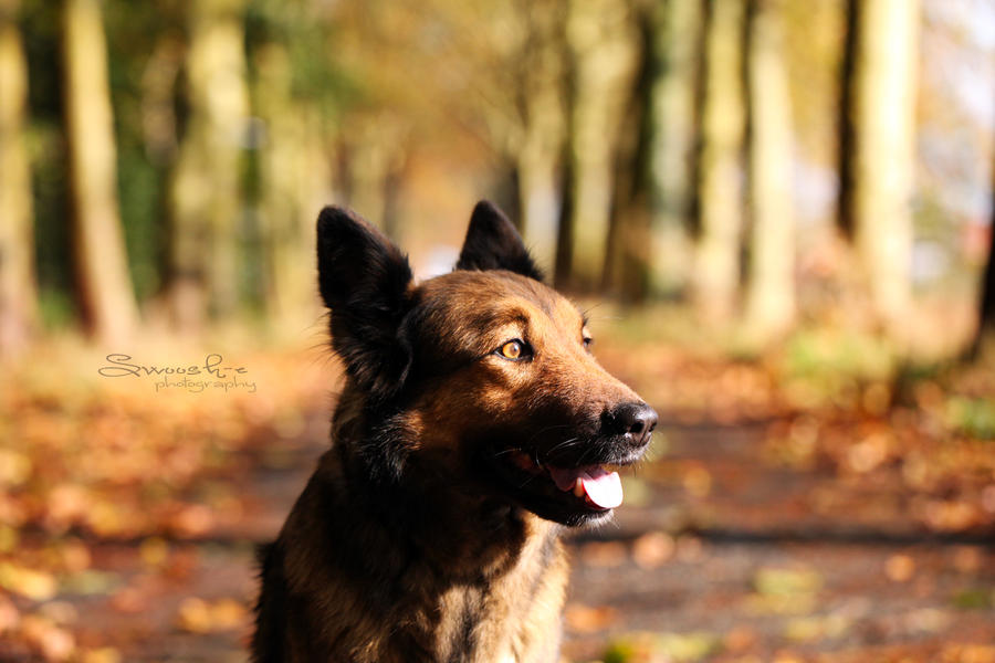 Autumn Eyes