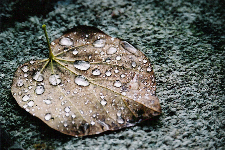 leaf with water droplets