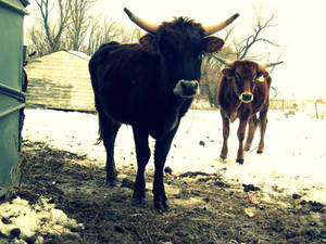 Texas Longhorns