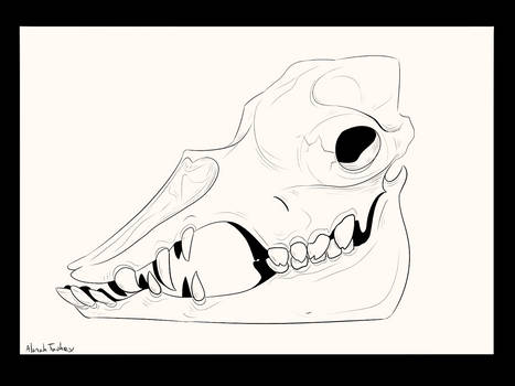 Skull