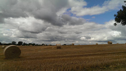 Harvest Time