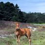foal