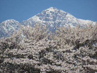 Snowy mountains and cherry blossoms