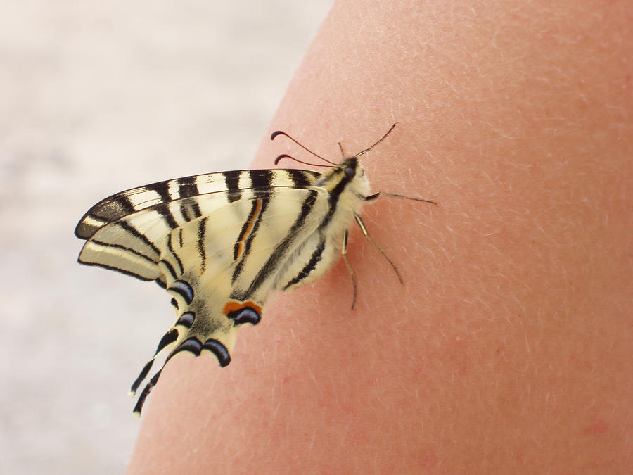 Iphiclides podalirus