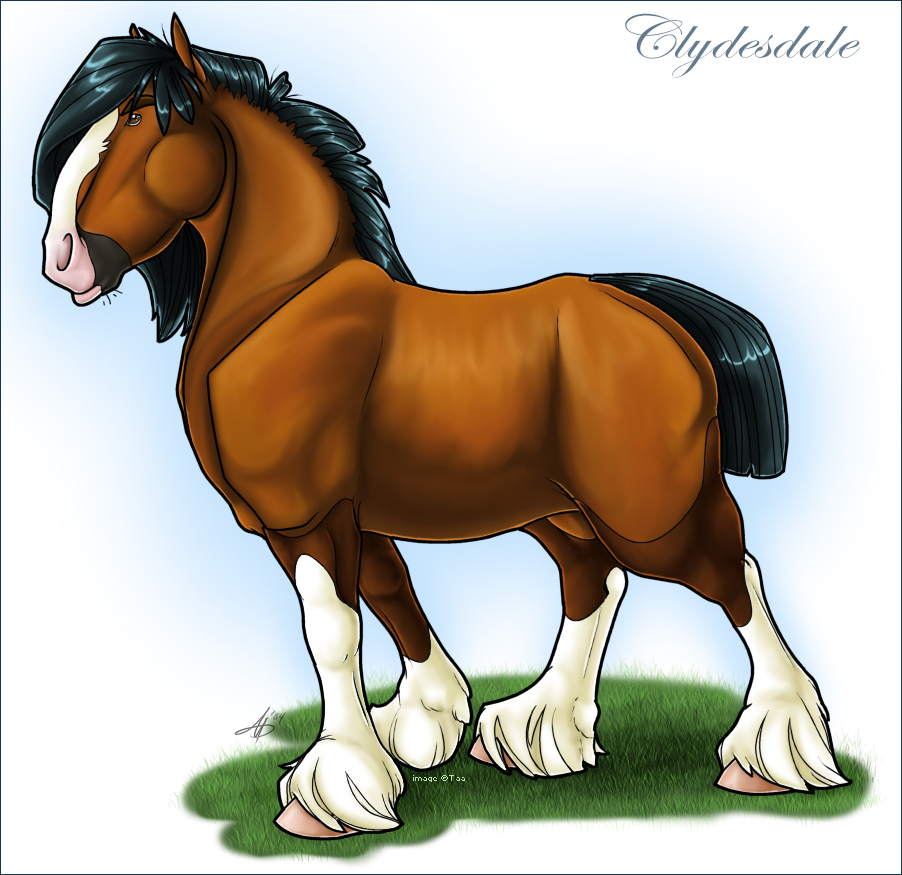 Clydesdale