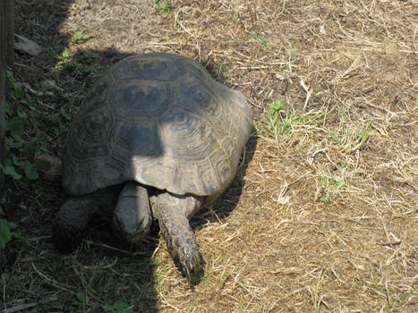 Walking tortoise