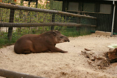 tapir