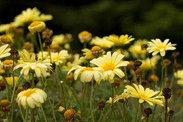 Yellow flowers