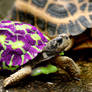 Trippy The Tortoise