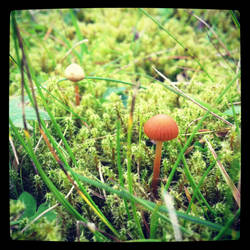 Mushroom on moss